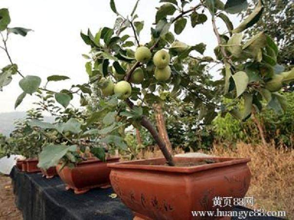 洛阳大学生培育出果树盆景 可以结多种果实