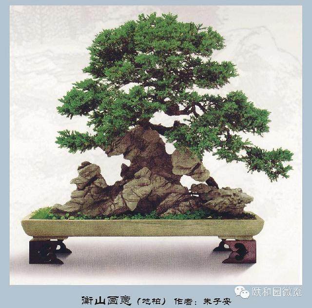 苏州拙政园管理处参展的盆景作品获得作品一等奖