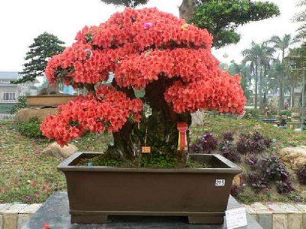 顺德成功获评&ldquo;中国盆景名城&rdquo;