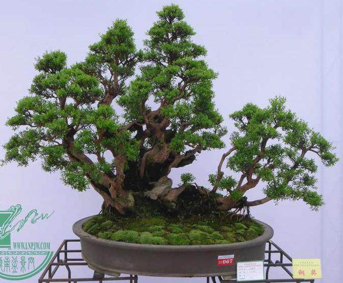 顺德讲演“中国盆景名城”专家评审会举行