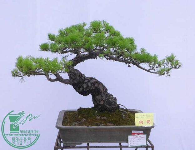 盆景带旺花都盆景之乡花都