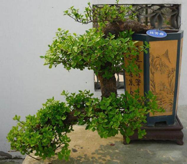 扶芳藤盆景的发展潜力大