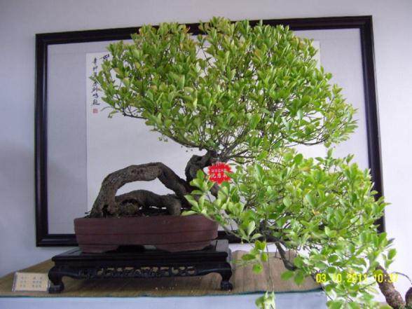 扶芳藤盆景栽培技术