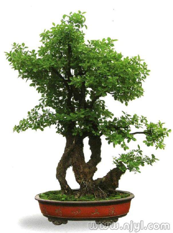 林依伯做的盆景有点稀奇