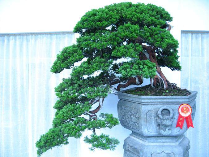 春节盆景生意渐红火