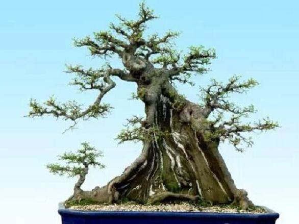 白蚁入侵盆景公园