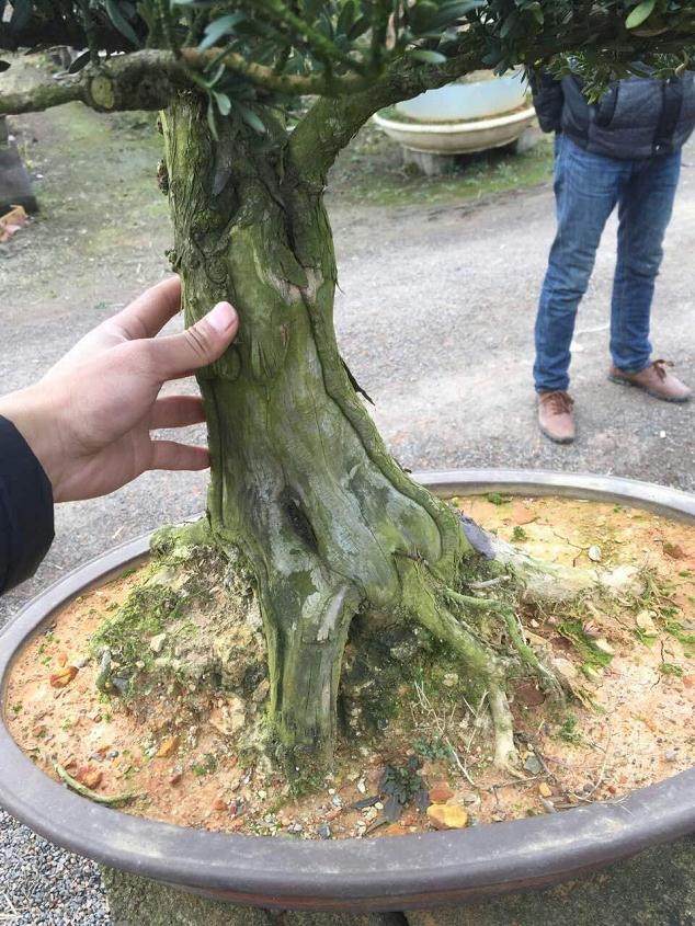 干将路园林盆景搬上街头