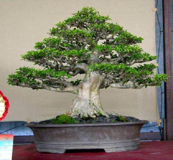 印尼盆景赏石专家