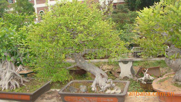 苗木盆景业主搭上旅游快车