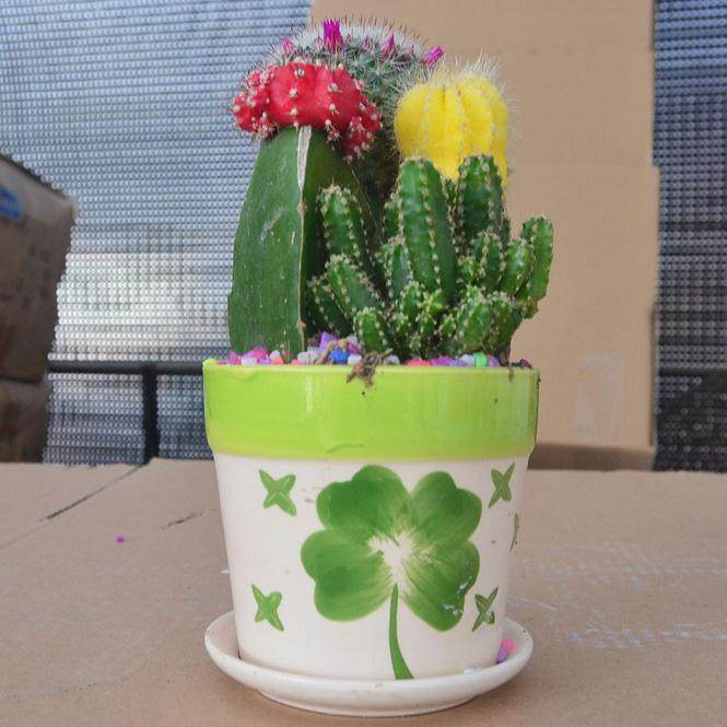 盆景仙人掌 国际拿金奖