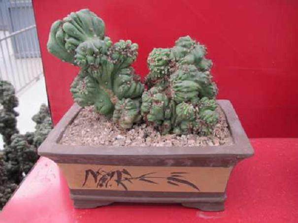 张景林盆景艺术赏析