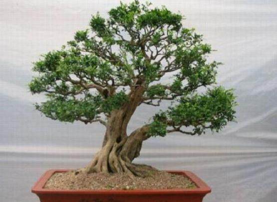 盆景艺术家丁大洋先生