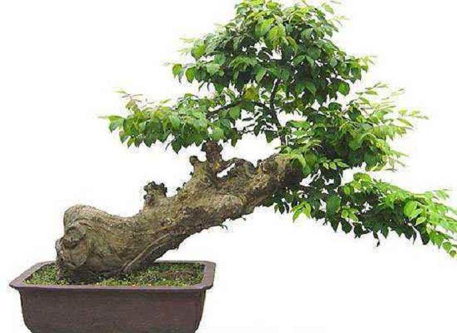 造型奇特的薯莨盆景