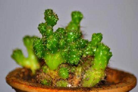 河北迁安2.5米高山影成巨型仙人掌盆景