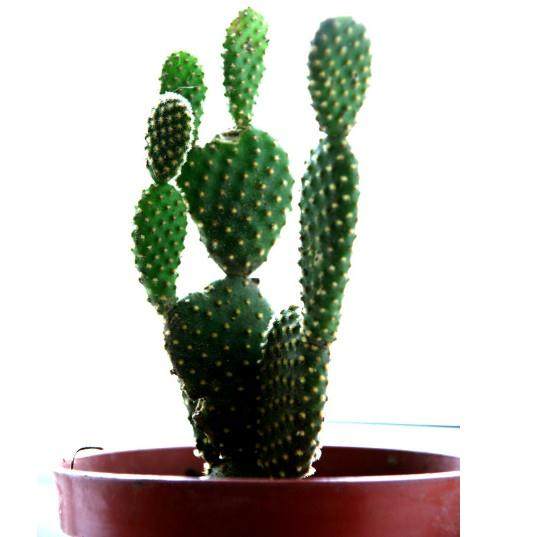 演绎五彩缤纷的仙人掌盆景