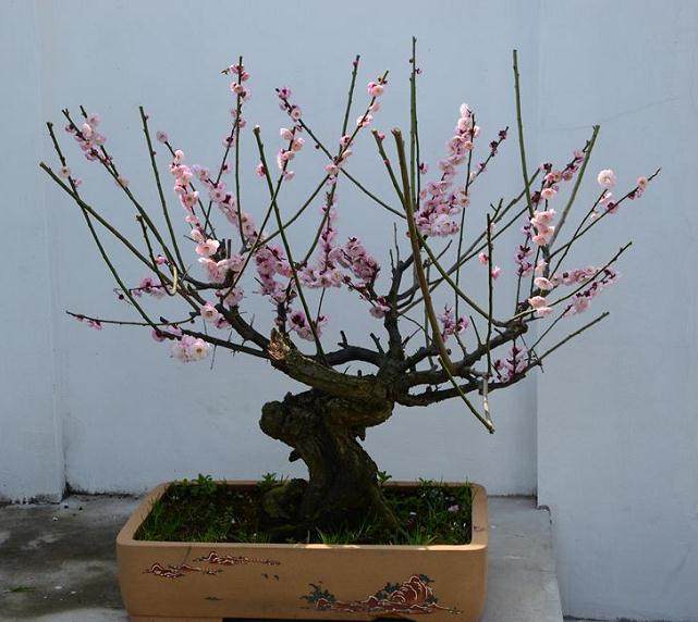 梅花盆景进入观赏期