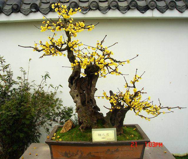 盆景是&lsquo;七分养，三分剪&rsquo;