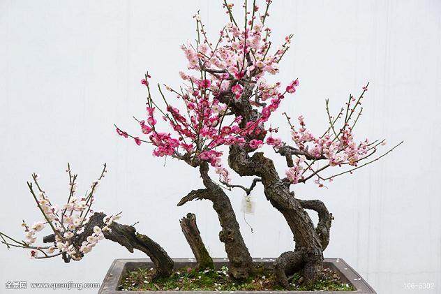 盆景加湿器潍坊受宠