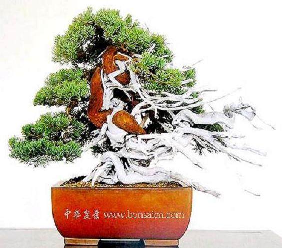 永顺盆景描绘新农村画卷