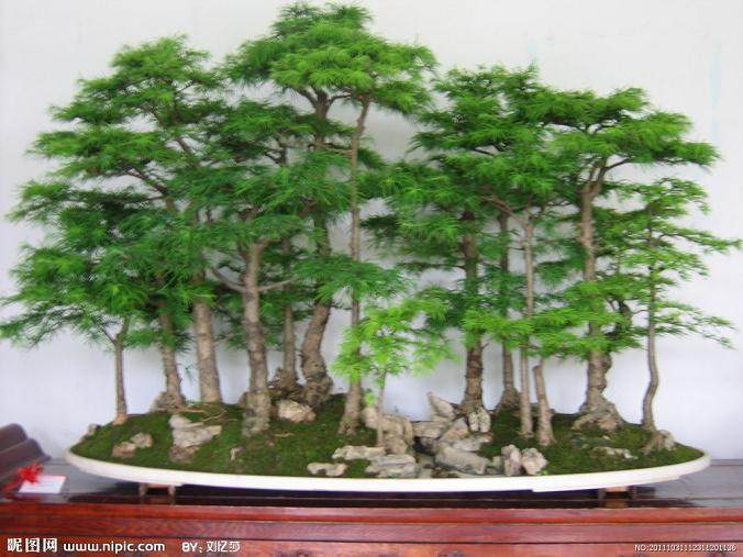 漳州龙海举办盆景艺术展