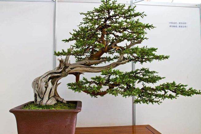 十一去玄武湖古林公园看盆景展