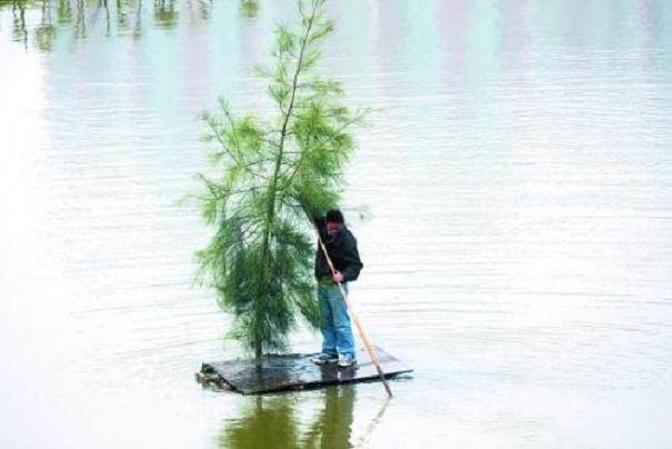 大树成水上移动盆景