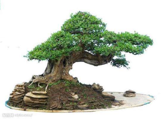 王兴舟巧制盆景致富