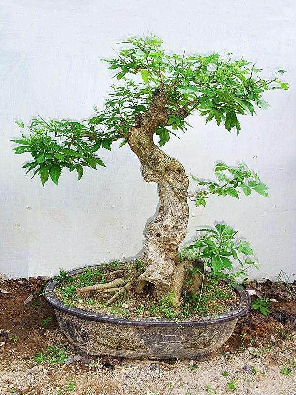 靠制作盆景养活全家人