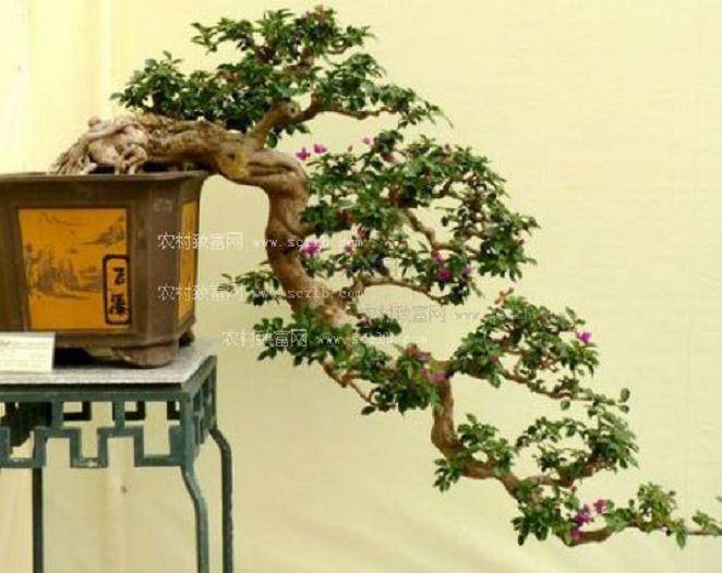 盆景车半夜上高速 违规装载被制止