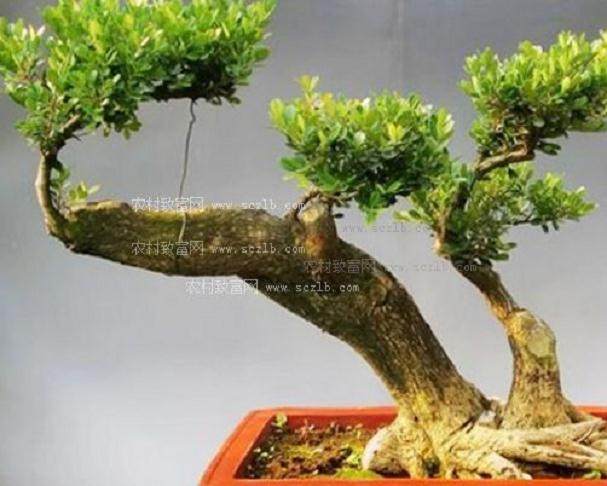 农民王德全的盆景致富之路