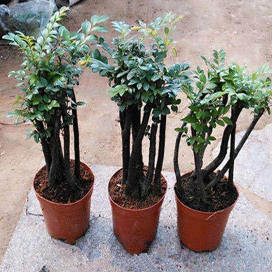 菜农成盆景行家