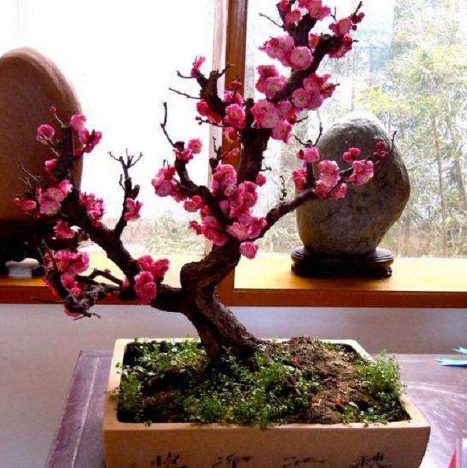 “江中盆景”石宝寨年底开放