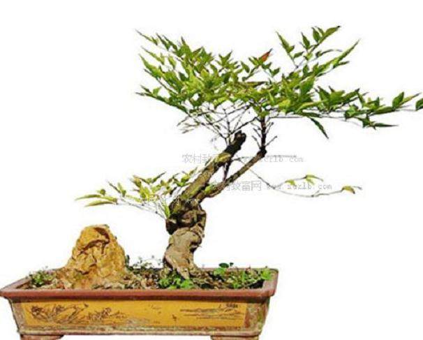 其实盆景不单是三维立体艺术 可以说是五维艺术