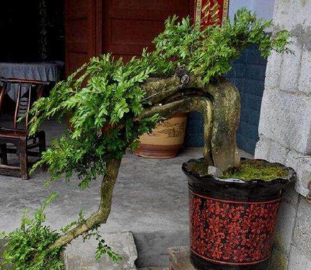 盗窃高档盆景被逮了