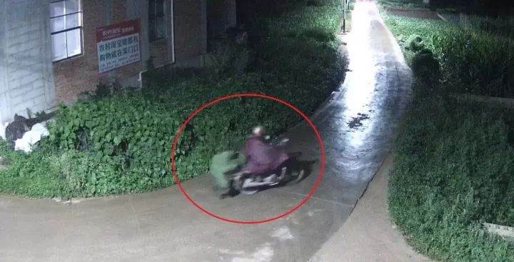 通海一盆景狂热者,借自己工作之机偷盗多盆罗汉松被抓