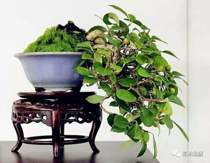 河南省首届小微盆景“惠龙杯”评比展