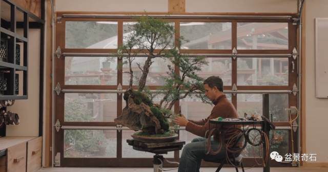 20多年栽种盆景300多盆