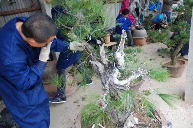 山松盆景获金奖