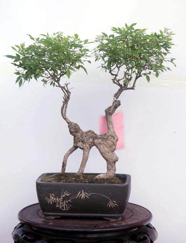 盆景医院5年治愈500盆