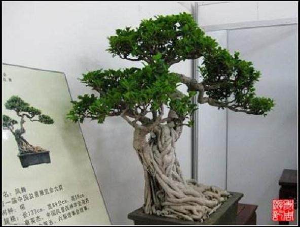 第7届中国盆景展览会开幕