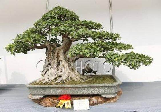 洞头盆景展览会