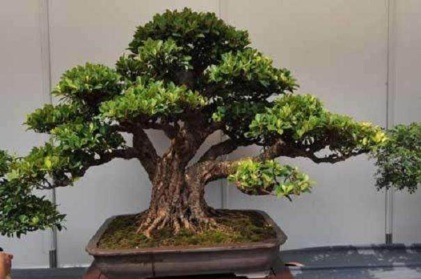 对中国盆景展览和评比的几点建议