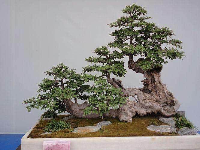 举办第七届中国盆景展览会的通知