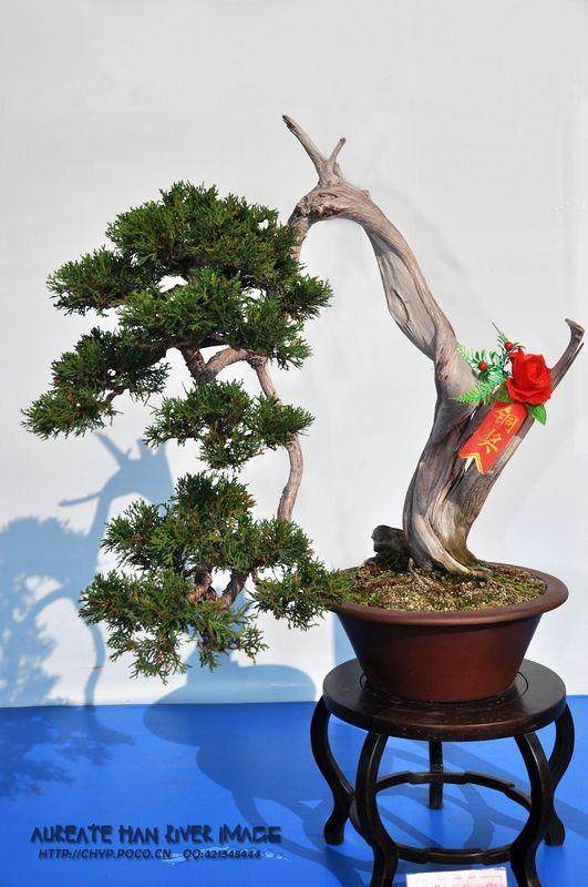 第七届中国盆景展览将于2008年9月30日在南京举办