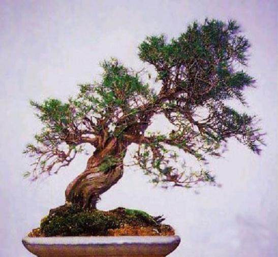 新加坡2002年盆景展览记实