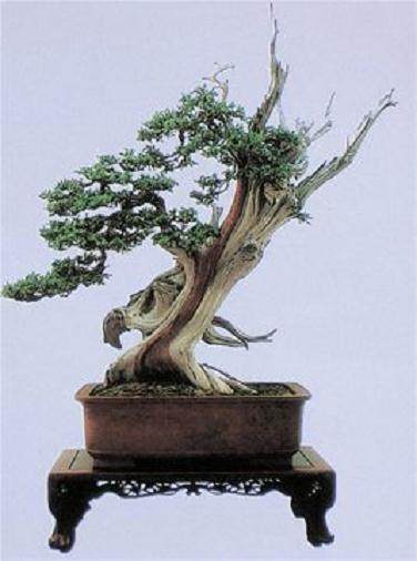 新加坡裕华园承办的国际盆景