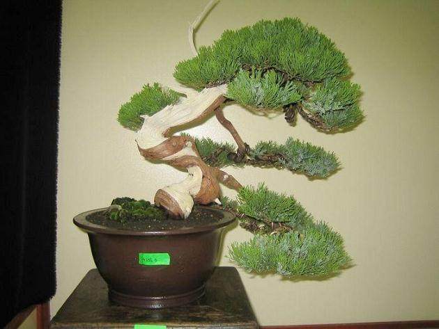 发展中的新加坡裕华盆景俱乐部