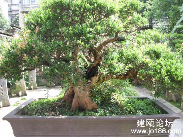 建瓯市举办第六届盆景展览