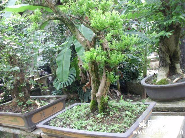 德克萨斯的盆景展览