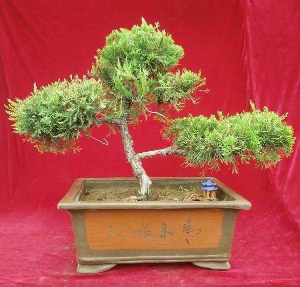 济南市组织17件盆景作品参加了第八届中国盆景展览会